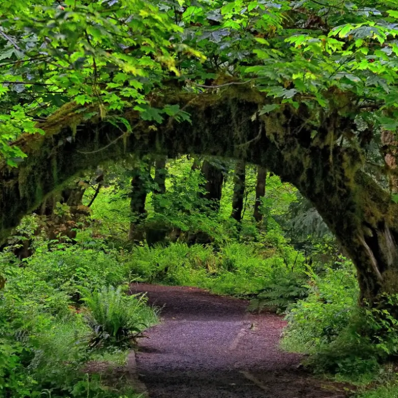 Forest Drive